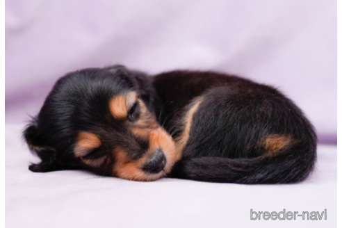 成約済の東京都のミニチュアダックスフンド(ロングヘアード)-225170の2枚目